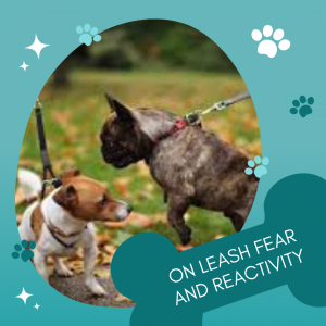 On Leash Fear / Reactivity Sessions with Nanci Creedon M.Sc.